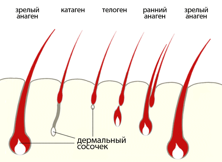 Структура, функции и фазы роста волос